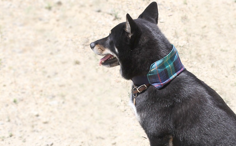 保冷剤収納ポケット付で首元ひんやり。シンプルなクールネック